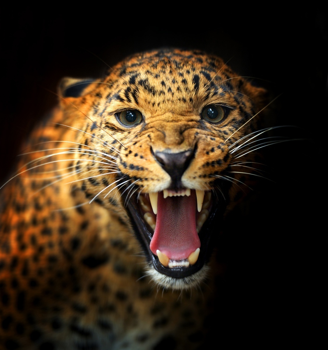 Леопард — Leopard