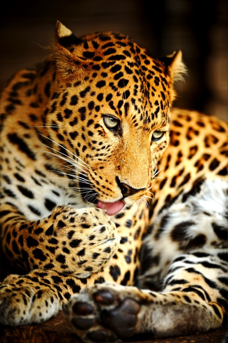 Леопард — Leopard