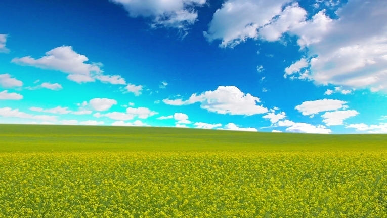 Красивое поле — Beautiful field
