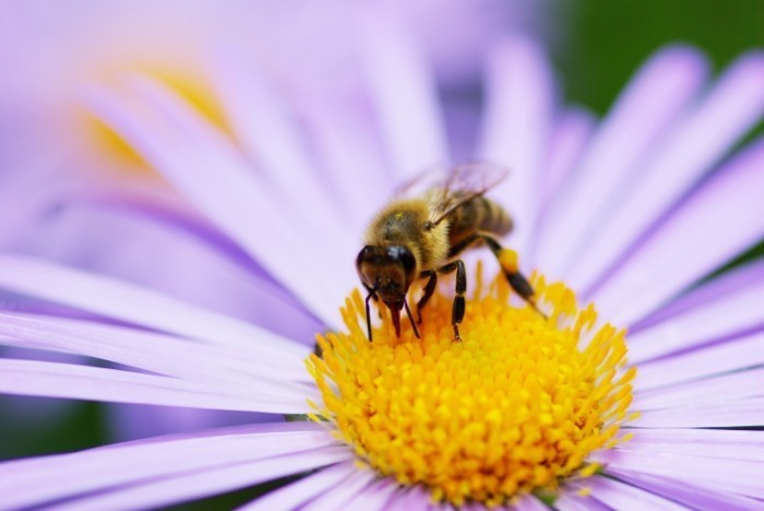 shutterstock 46531258 700x468 Оса на цветках   Wasp on flowers