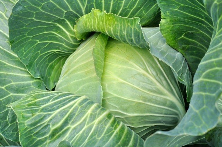 Капуста — Сabbage