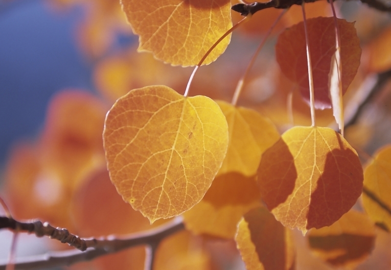 Желтые листья — Yellow leaves
