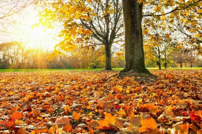 Осенний парк — Autumn Park