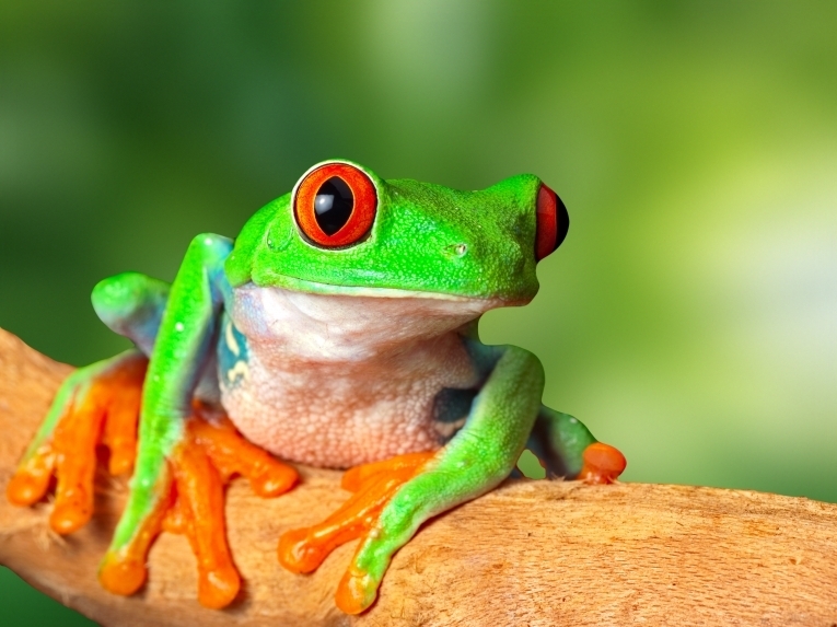 Лягушка — Frog