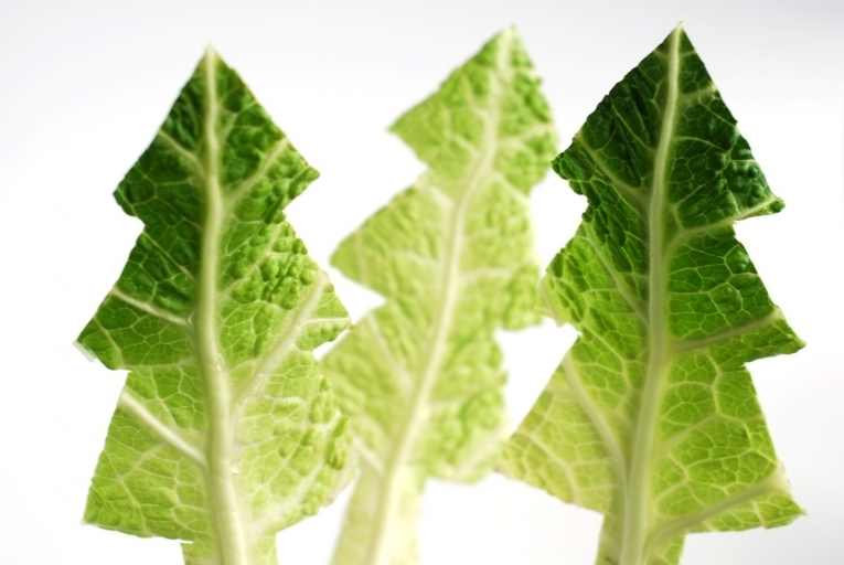 Елки из салата — Firs of lettuce