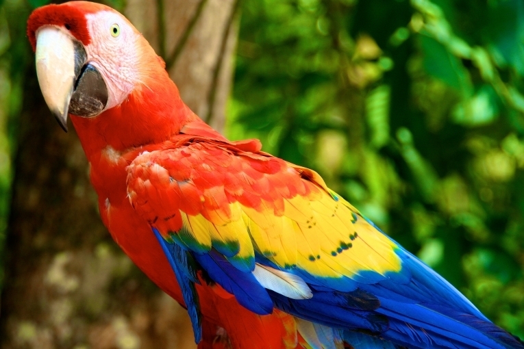 Попугай — Parrot
