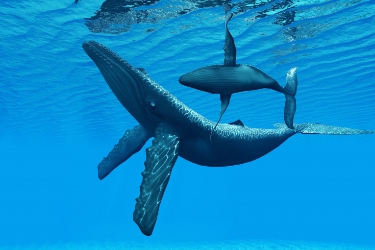 Акулы — Sharks