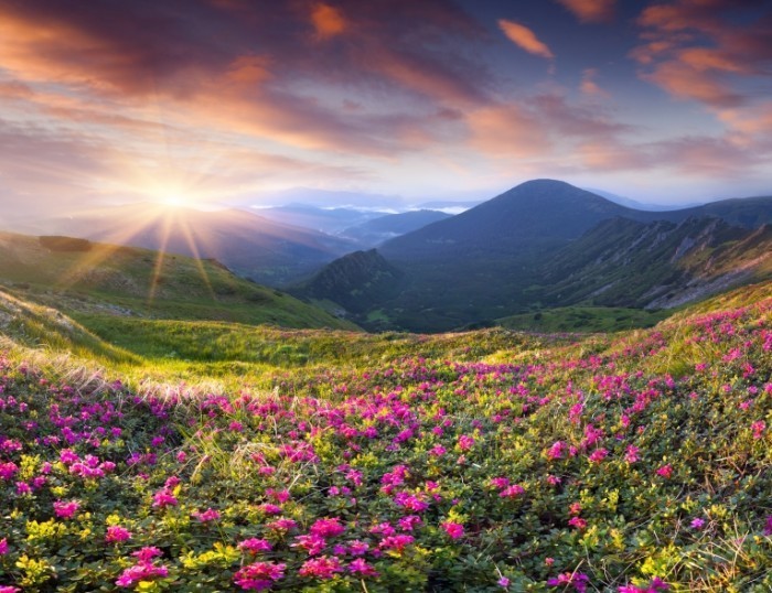 Долина с цветами - Valley flowers