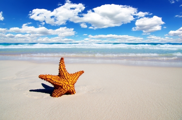 Морская звездочка — Sea star