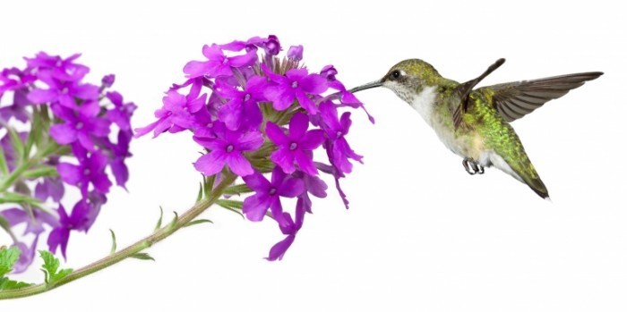 Цветок и птичка - Flower and bird