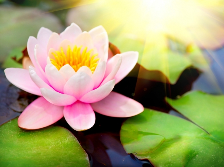 Лотос — Lotus