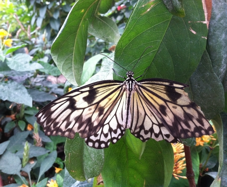 Бабочка — Butterfly