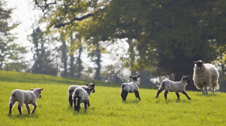 Овечки на лугу — Sheep Meadow