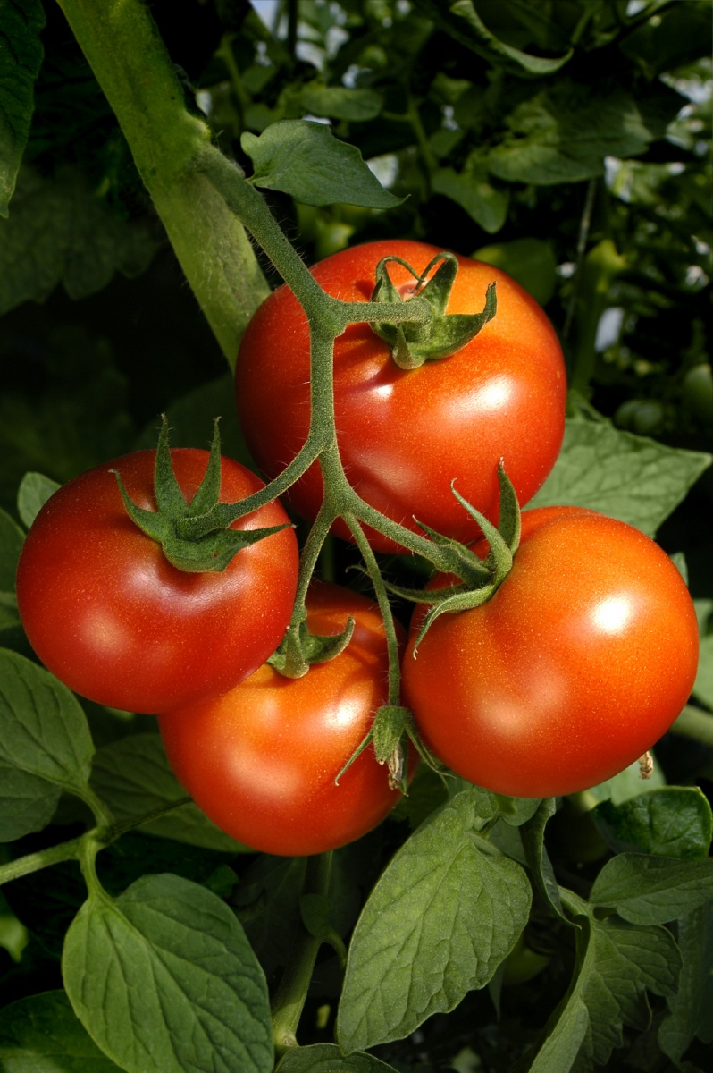 Томаты — Tomatoes
