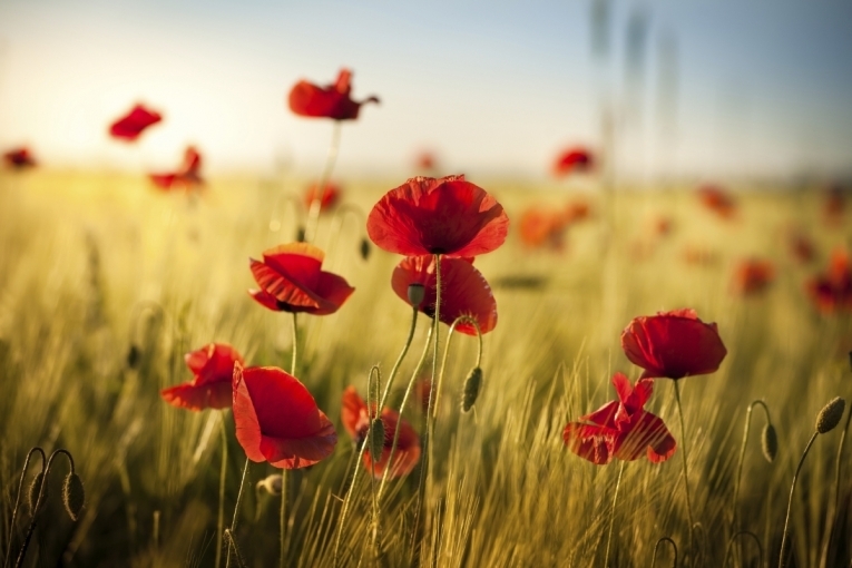 Маковое поле — Poppy field