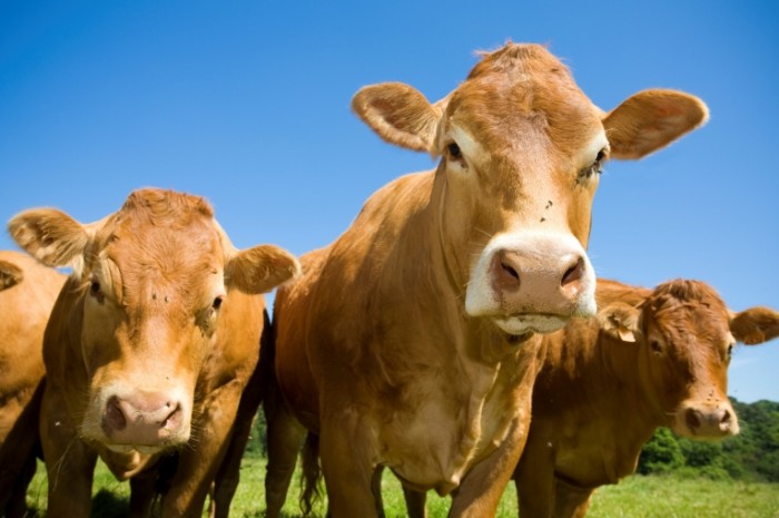 CowsPosing 700x465 Коровы   Cows