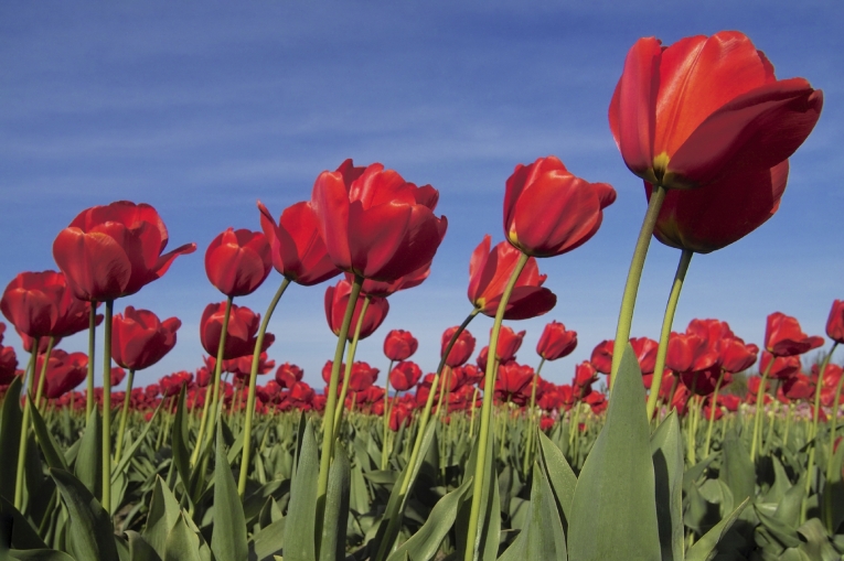 Тюльпаны в поле — Tulips in a field