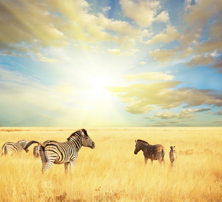 Зебры — Zebras