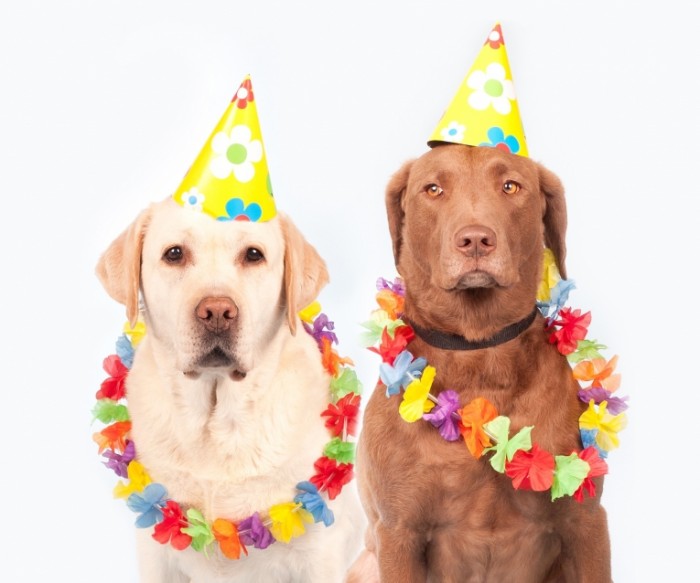Dog's birthday - День рождения собаки