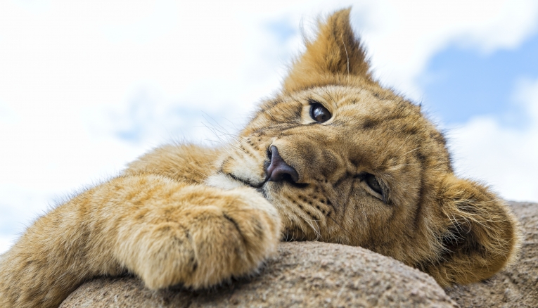 Лев — Lion