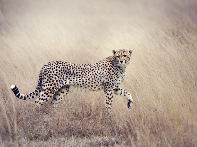 Гепард — Cheetah