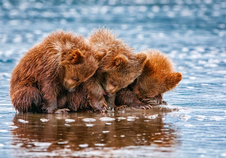 Маленькие мишки — Small bears