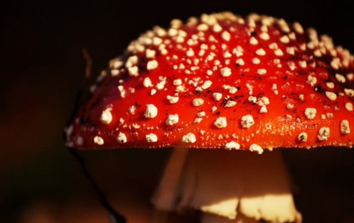 griby priroda fon 719 700x441 Гриб   Mushroom
