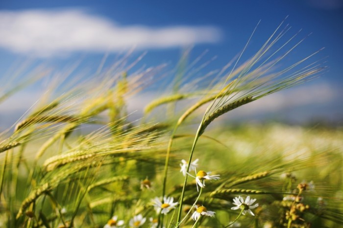 Природа - Nature