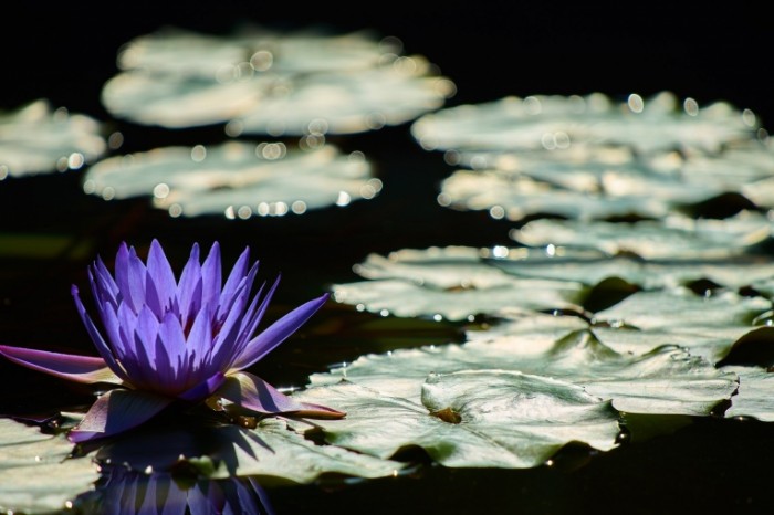 Водяная лилия - Water lily