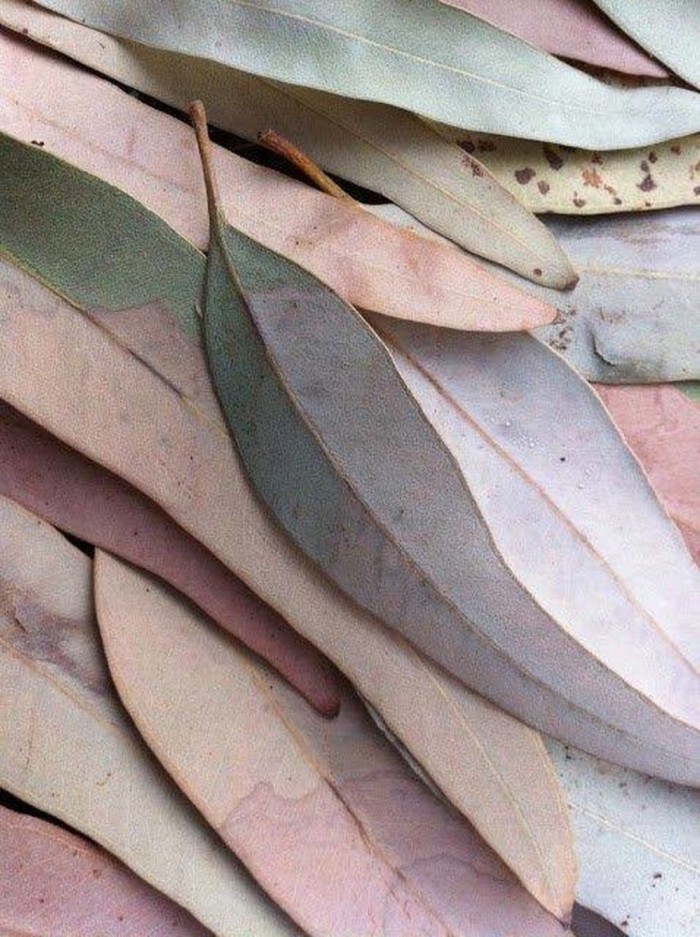 Листья - Leaves