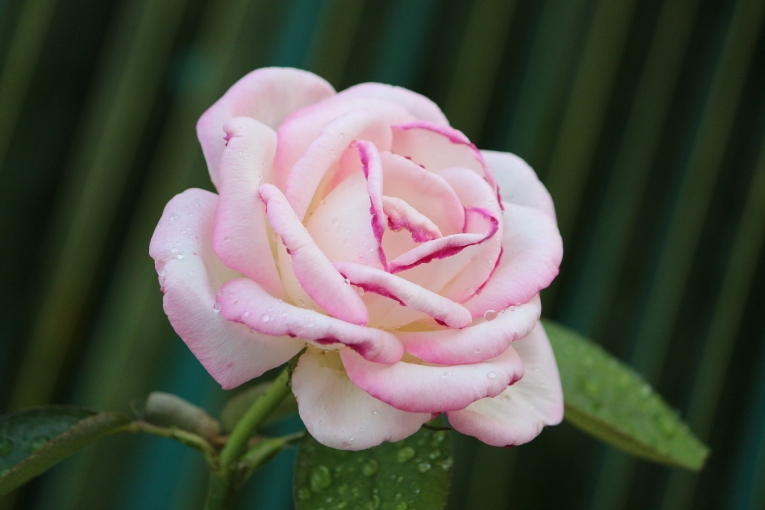 Роза — Rose
