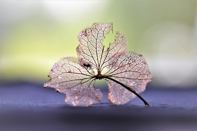 Листок дерева — Tree leaf