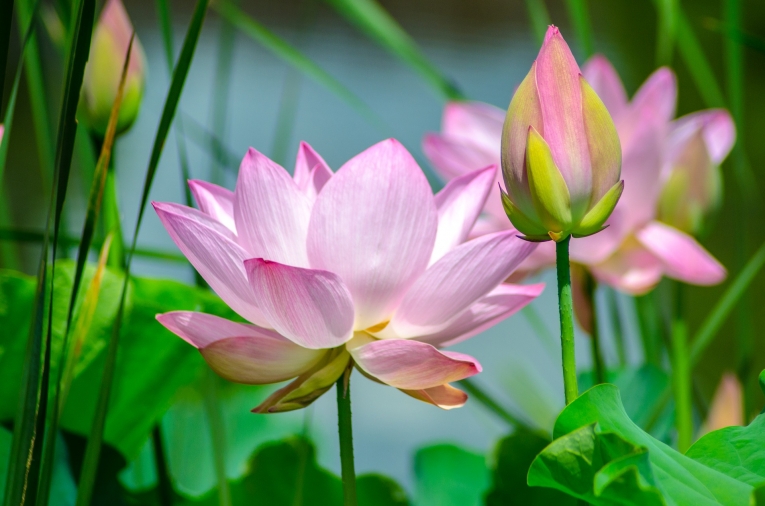 Водяные лилии — Water lilies