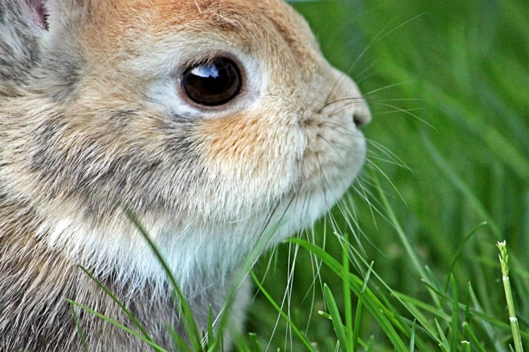 Кролик — Rabbit