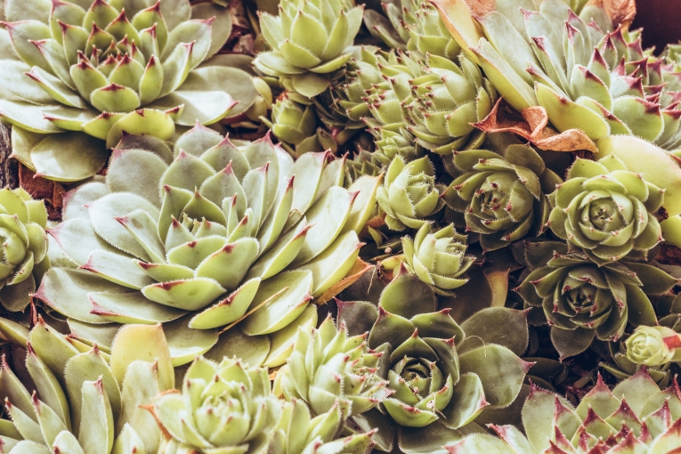 Растения — Plants