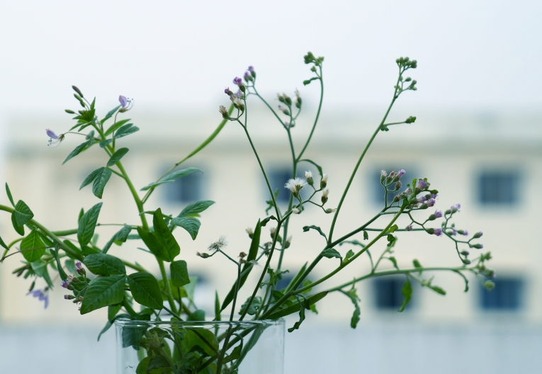 Растения, цветы — Plants, flowers