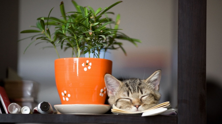 Кот, горшок, растение — Cat, pot, plant