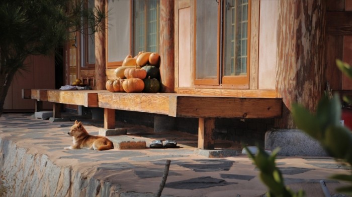 Sobaka dom Dog house 700x393 Собака, дом   Dog, house