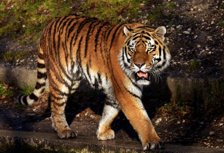 Тигр — Tiger
