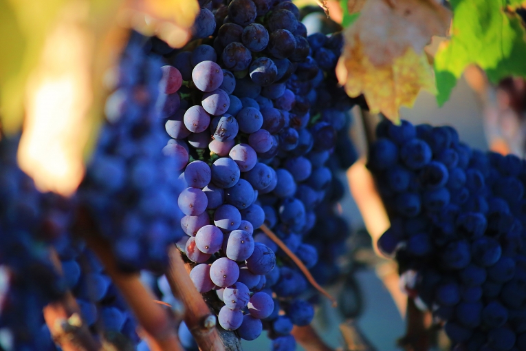 Виноградная лоза — vine