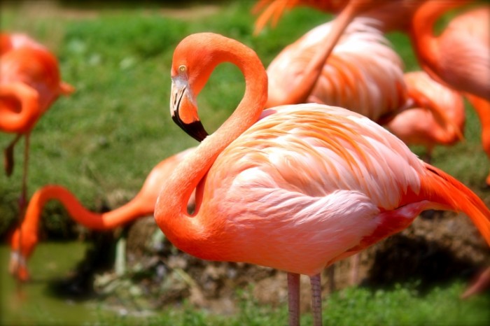 Розовый фламинго, озеро - Pink flamingo, lake