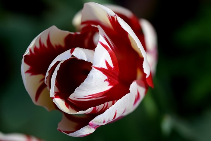 Тюльпан, цветок, макро - Tulip, flower, macro