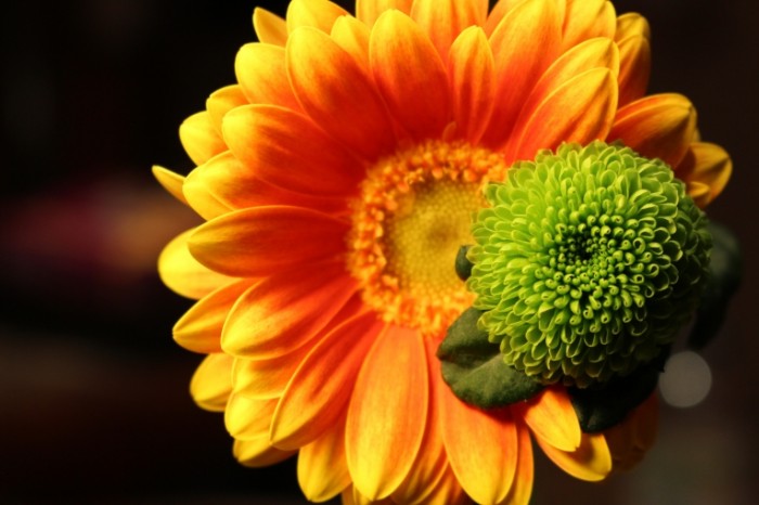 Цветок, боке, макро, бутон, редкие соцветие - Flower, bokeh, macro, bud, sparse inflorescence