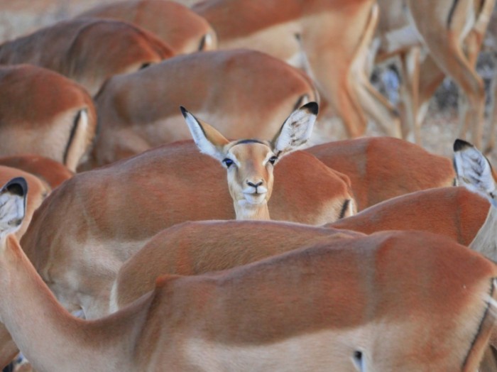 Stado impala impala vyiglyadyivaet Herd impala peeping 5184  3888 700x524 Стадо импала, импала выглядывает   Herd impala peeping